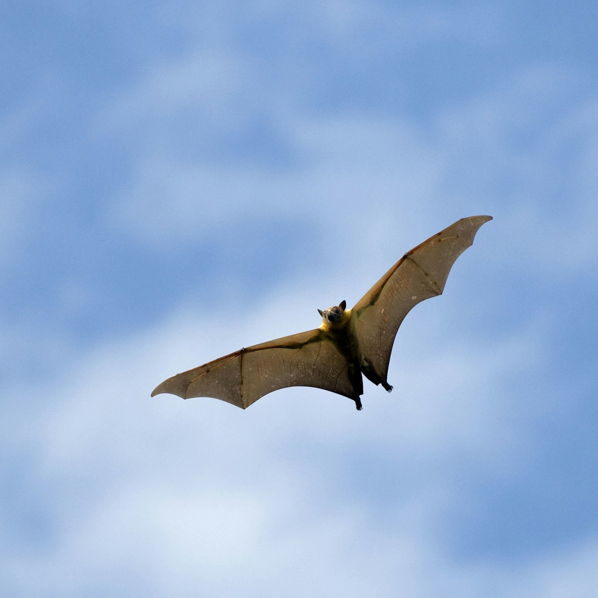 Straw-colored fruit bat (Eidolon helvum), flying over daytime roost. Kasanka National Park, Zambia, Africa