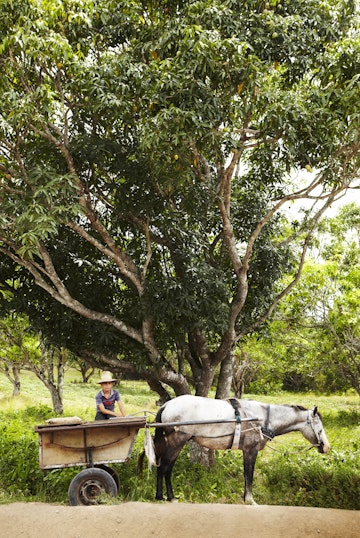 Horse and Cart Vinales Cuba
