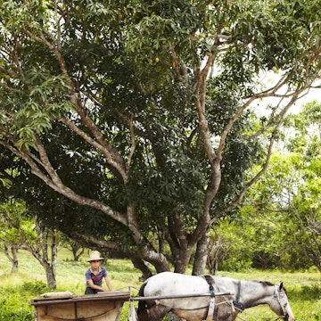 Horse and Cart Vinales Cuba