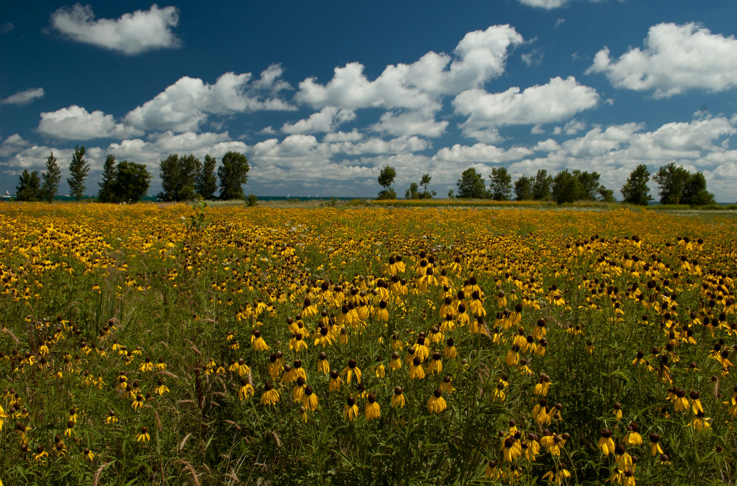 500px Photo ID: 123458731 - Northerly Island Wildflowers, Chicago