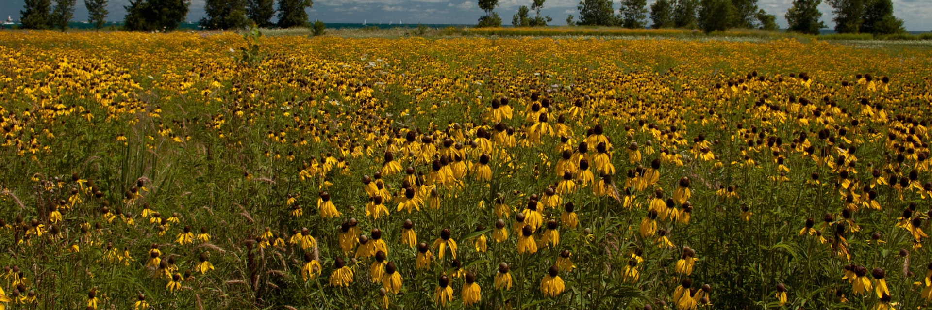 500px Photo ID: 123458731 - Northerly Island Wildflowers, Chicago