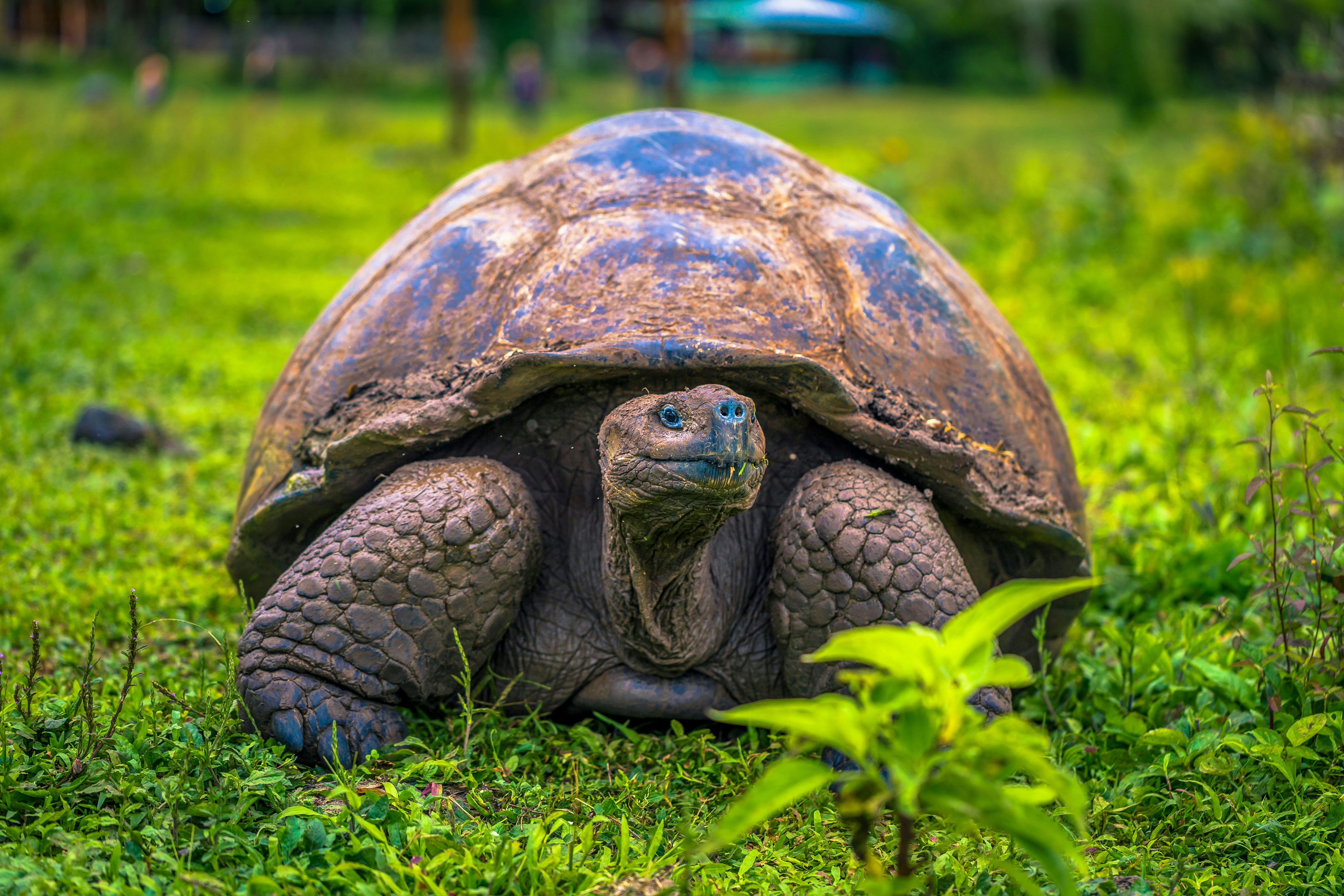El Chato Tortoise Reserve