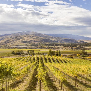 Vineyards, Bannockburn, Central Otago, South Island, New Zealand