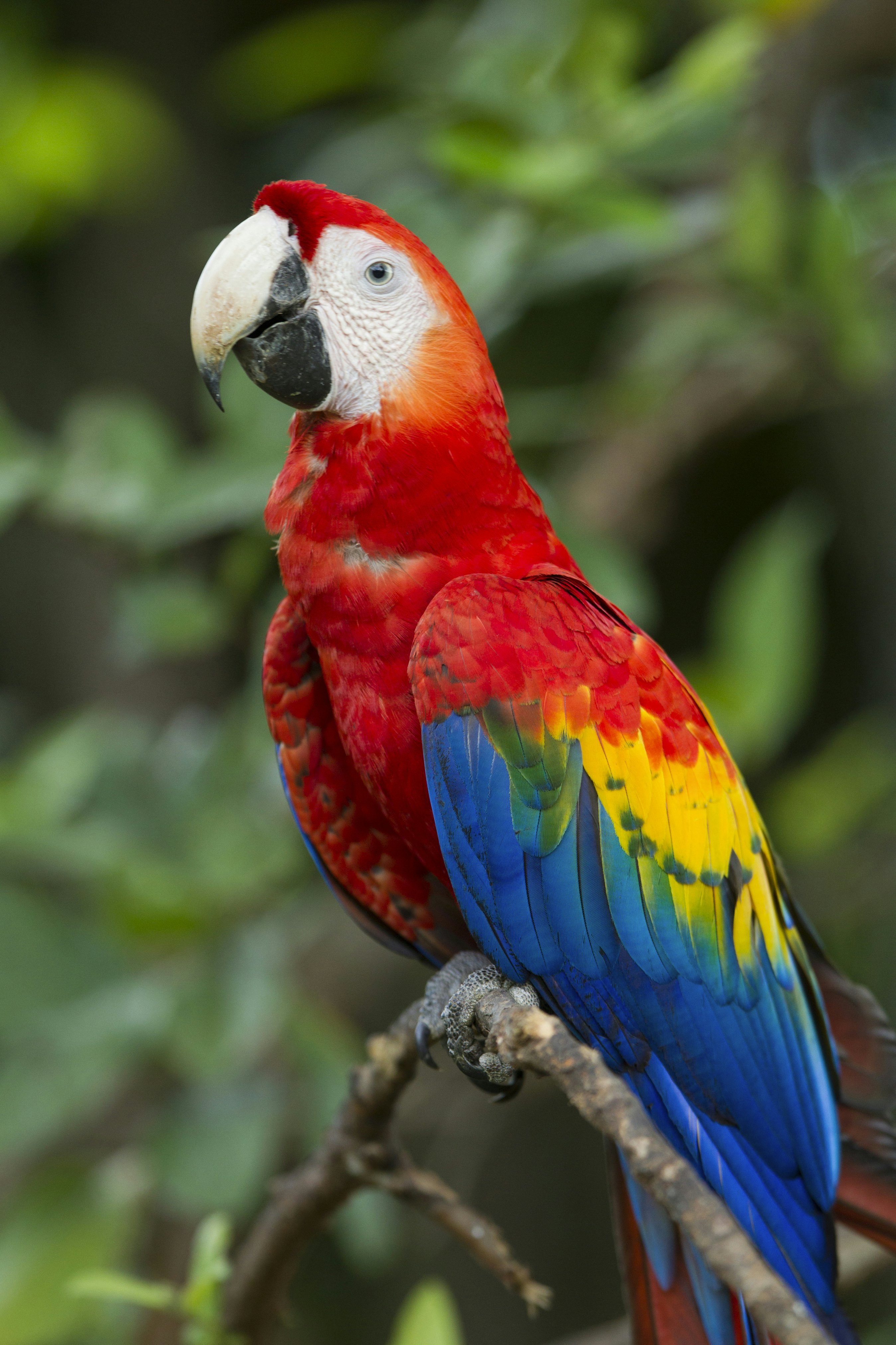 Scarlet Macaw, Costa Rica