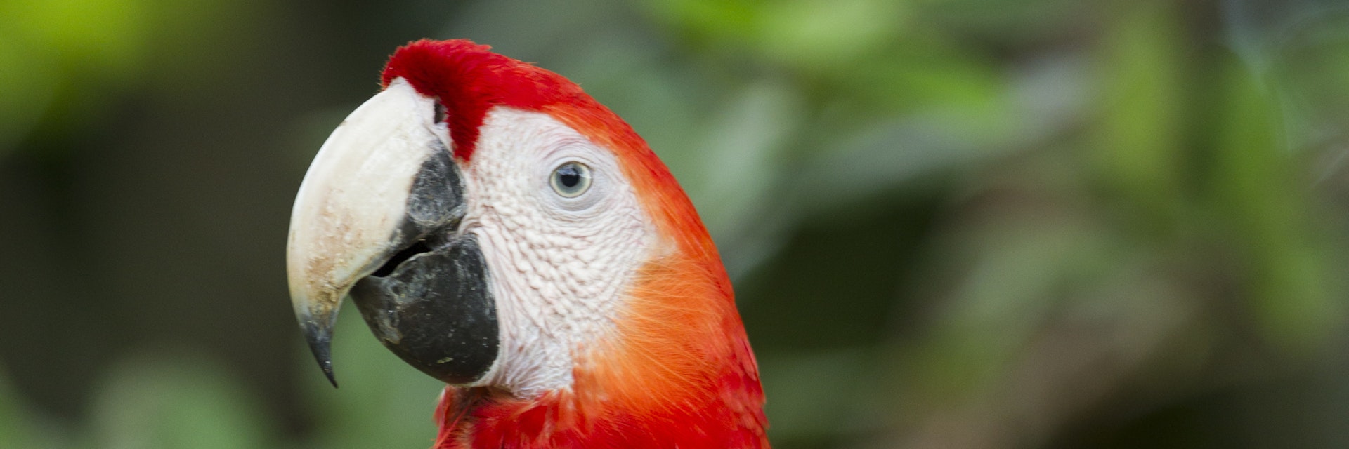 Scarlet Macaw, Costa Rica