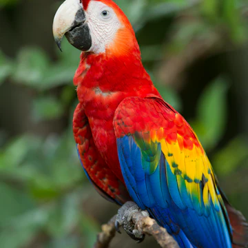 Scarlet Macaw, Costa Rica