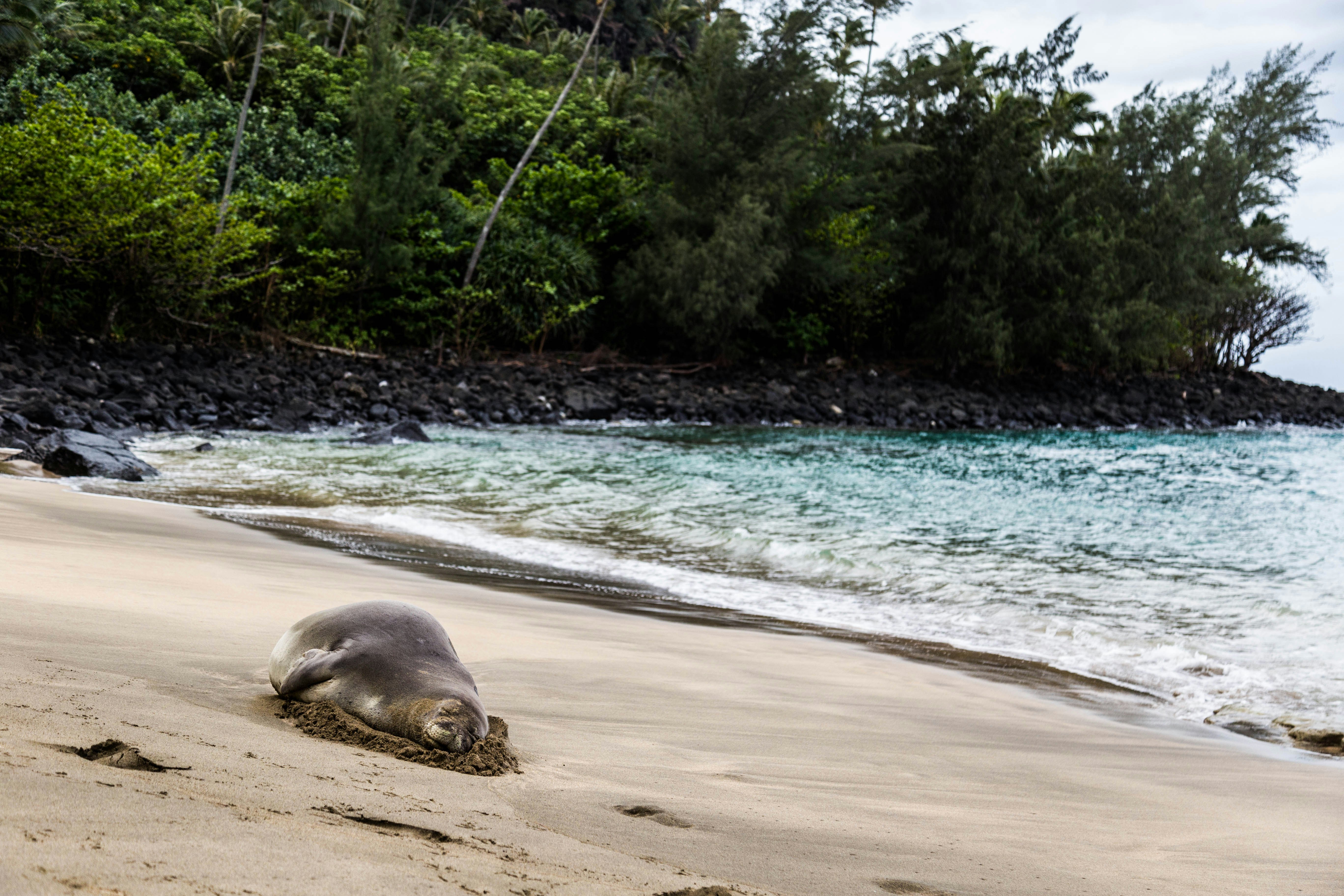 A Hawaiian monk seal lounges on Ke'e Beach.