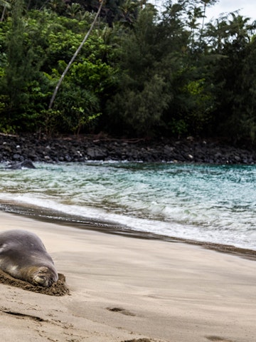A Hawaiian monk seal lounges on Ke'e Beach.