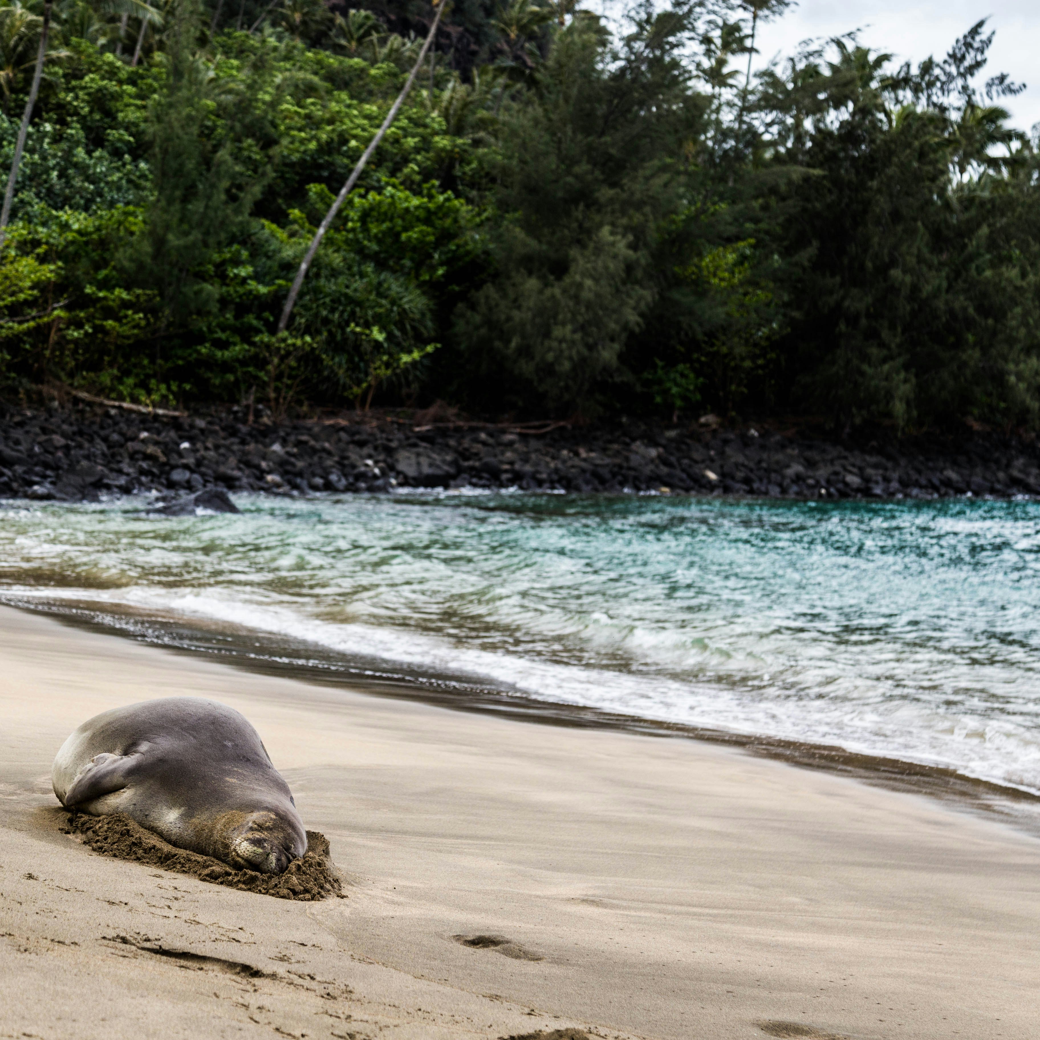 A Hawaiian monk seal lounges on Ke'e Beach.