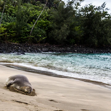 A Hawaiian monk seal lounges on Ke'e Beach.