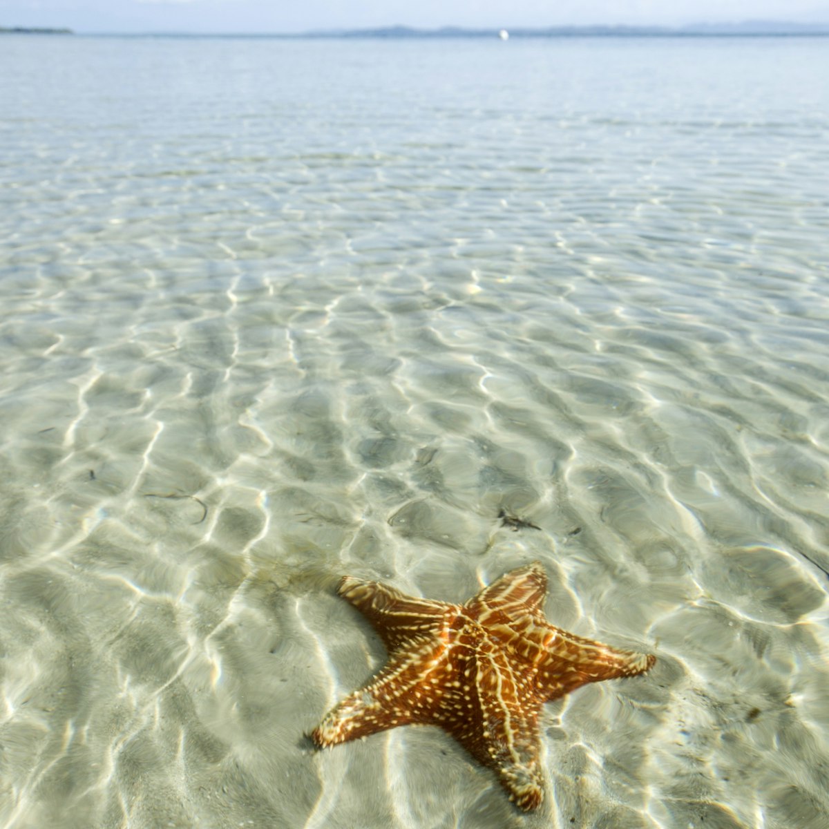 Orange sea stars at Starfish Beach on Isla Colon, Bocas del Toro, Panama