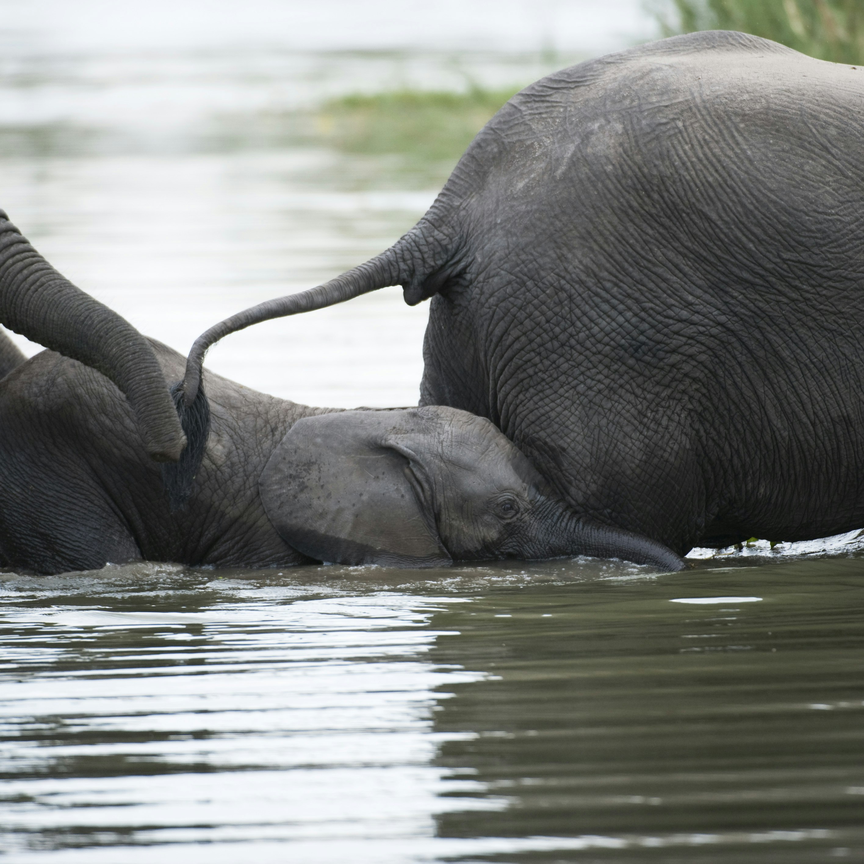 African elephants with young ( Loxodonta africana africana) in the Shire river, Liwonde National Park.