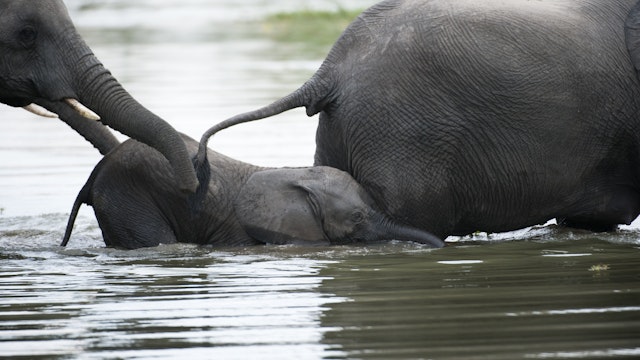 African elephants with young ( Loxodonta africana africana) in the Shire river, Liwonde National Park.