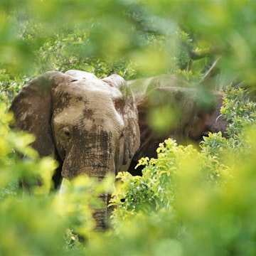 Elephants behind a hole in vegetation