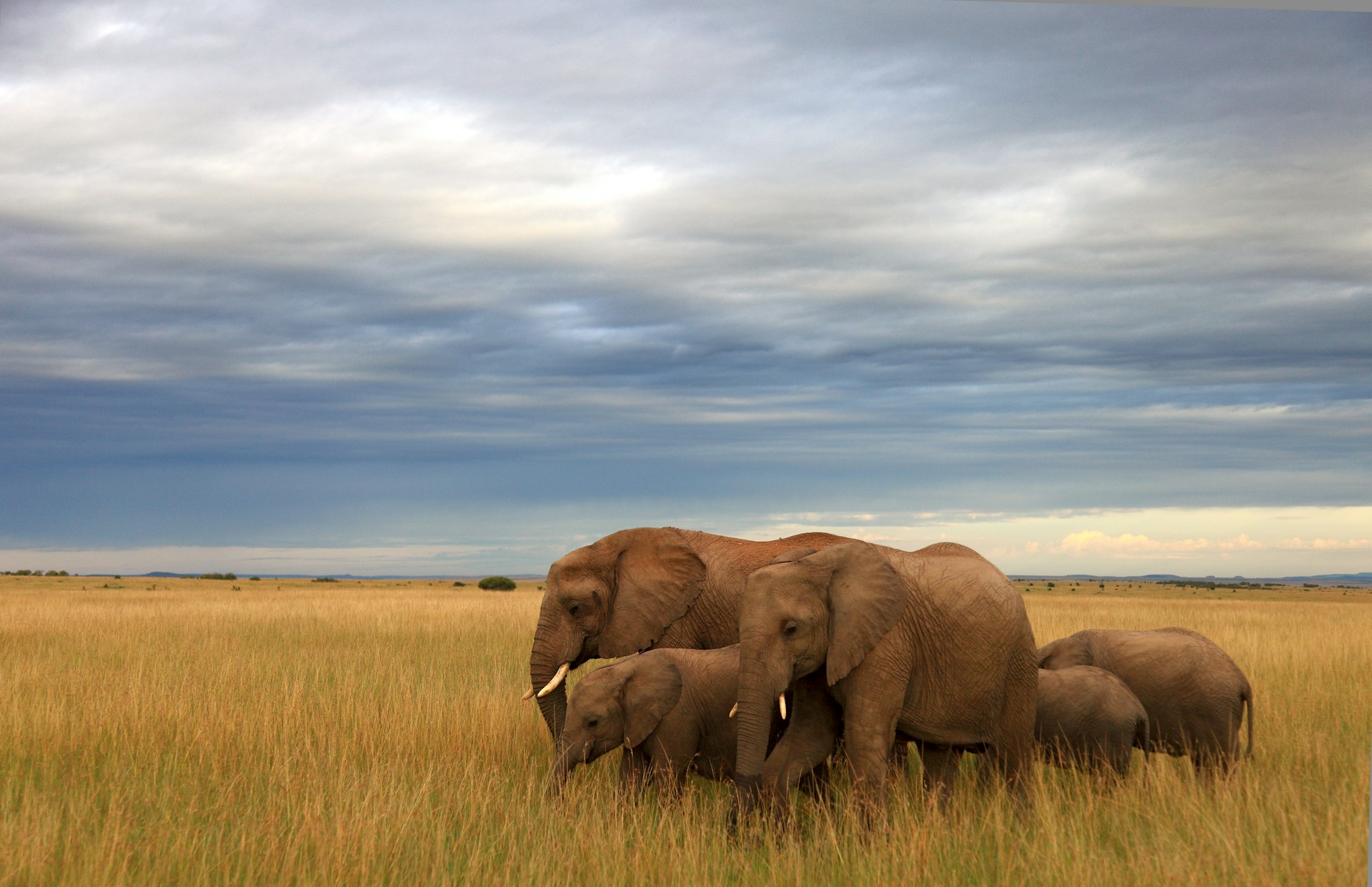 Elefantes vagam pela Reserva Nacional Masai Mara