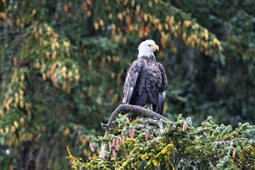 Bald Eagle on Prince William Sound.