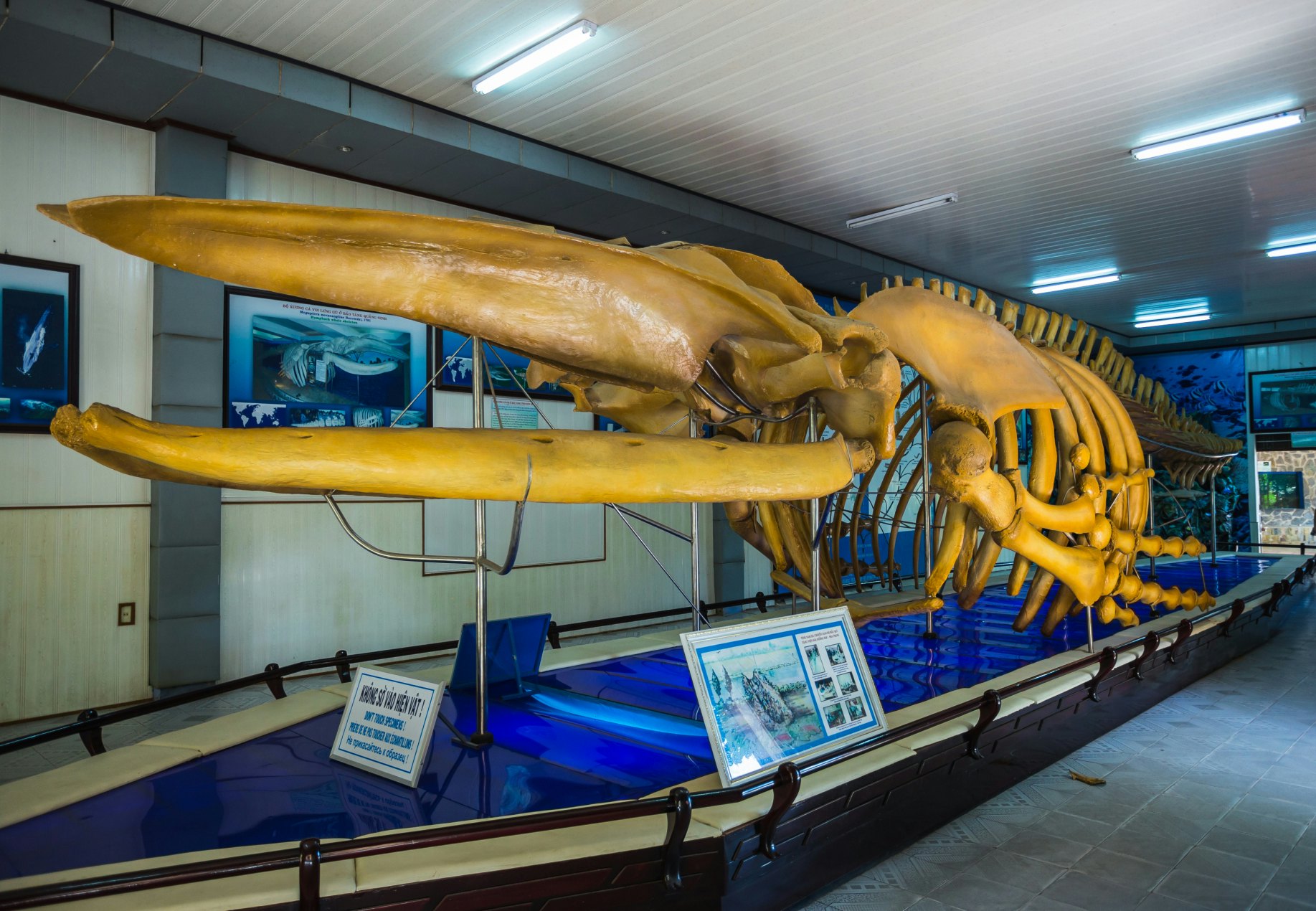 Vietnam Nha Trang, 23 November 2014; Whale skeleton in the National Oceanographic Museum ; Shutterstock ID 335284430; Your name (First / Last): Josh Vogel; GL account no.: 56530; Netsuite department name: Online Design; Full Product or Project name including edition: Digital Content/Sights
