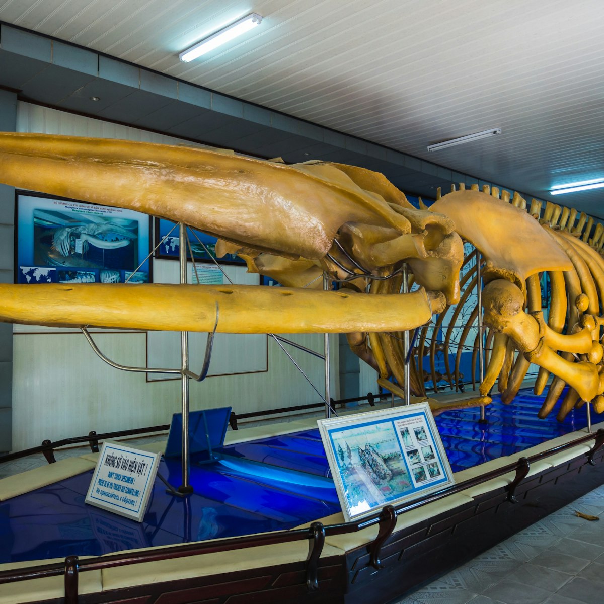 Vietnam Nha Trang, 23 November 2014; Whale skeleton in the National Oceanographic Museum ; Shutterstock ID 335284430; Your name (First / Last): Josh Vogel; GL account no.: 56530; Netsuite department name: Online Design; Full Product or Project name including edition: Digital Content/Sights