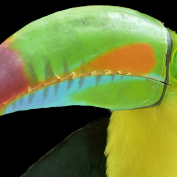Toucan bird