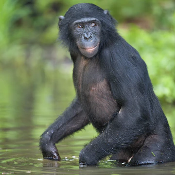 Captive Bonobos (Pan paniscus) in water to cool off .They are not scared of water and will readily enter the water for food. They are not able to swim so wade in bipedal Sanctuary Lola Ya Bonobo Chimpanzee, Democratic Republic of the Congo