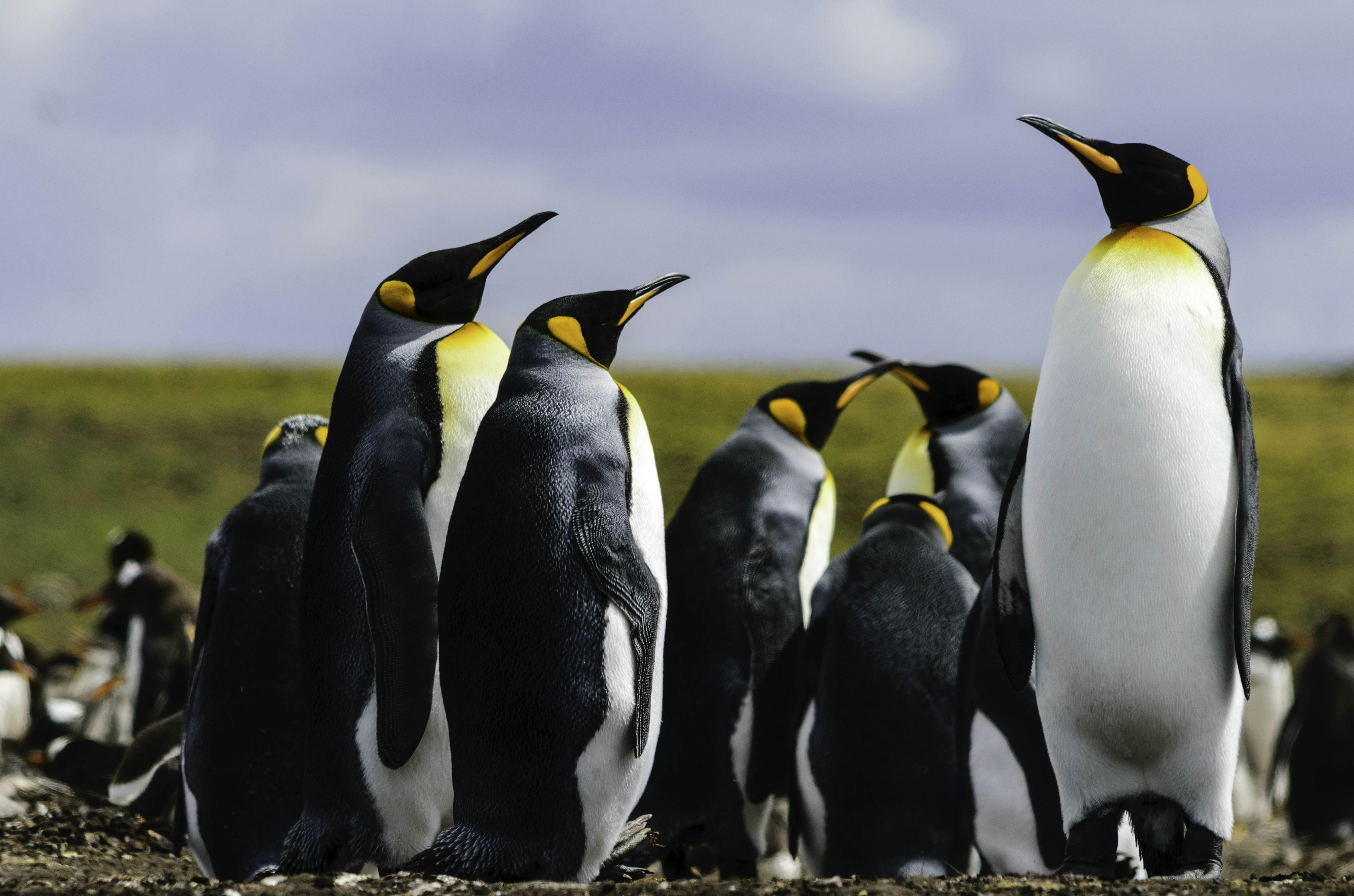 Falkland Islands (Islas Malvinas) a gregarious display of nature