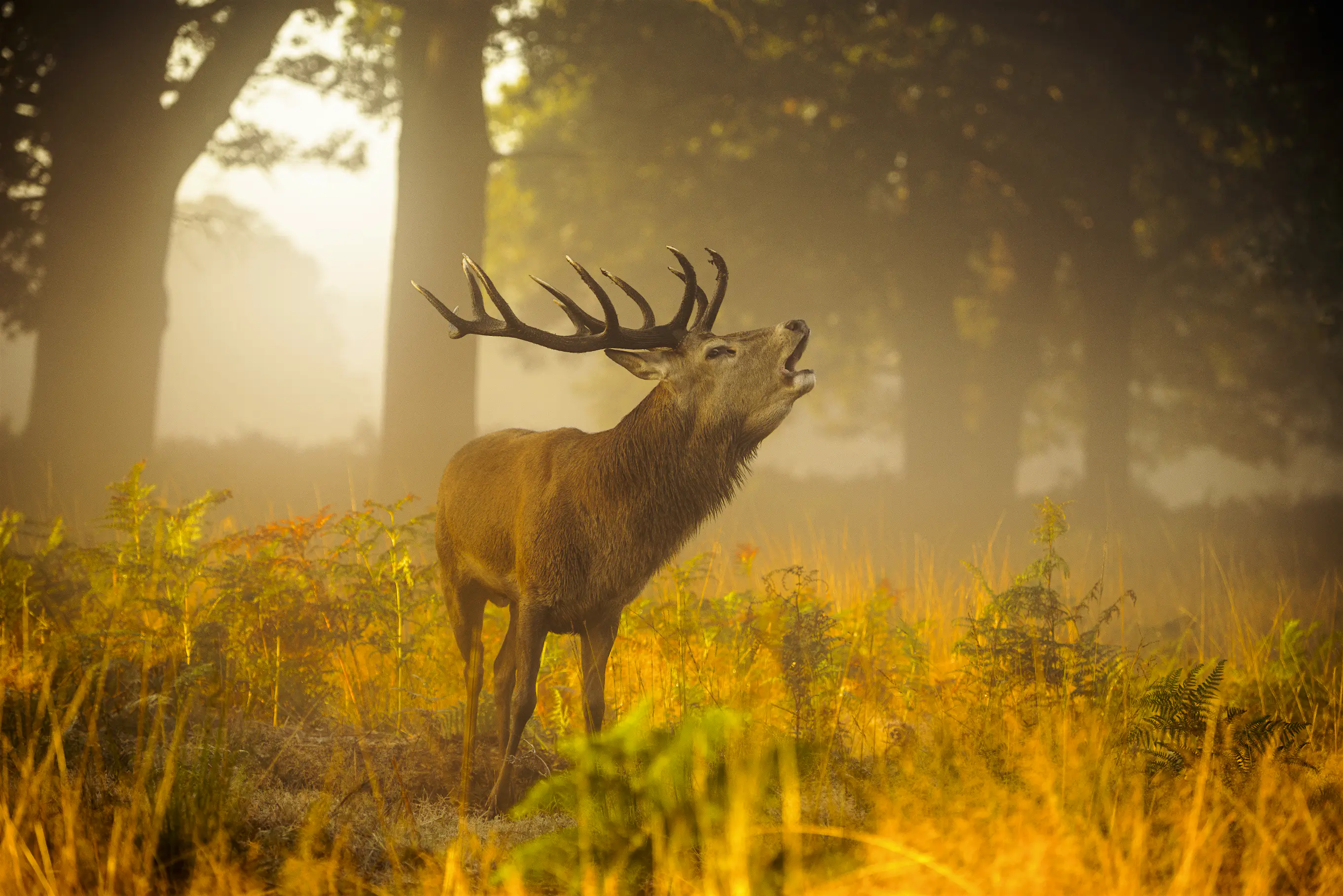 North America is wild encounters