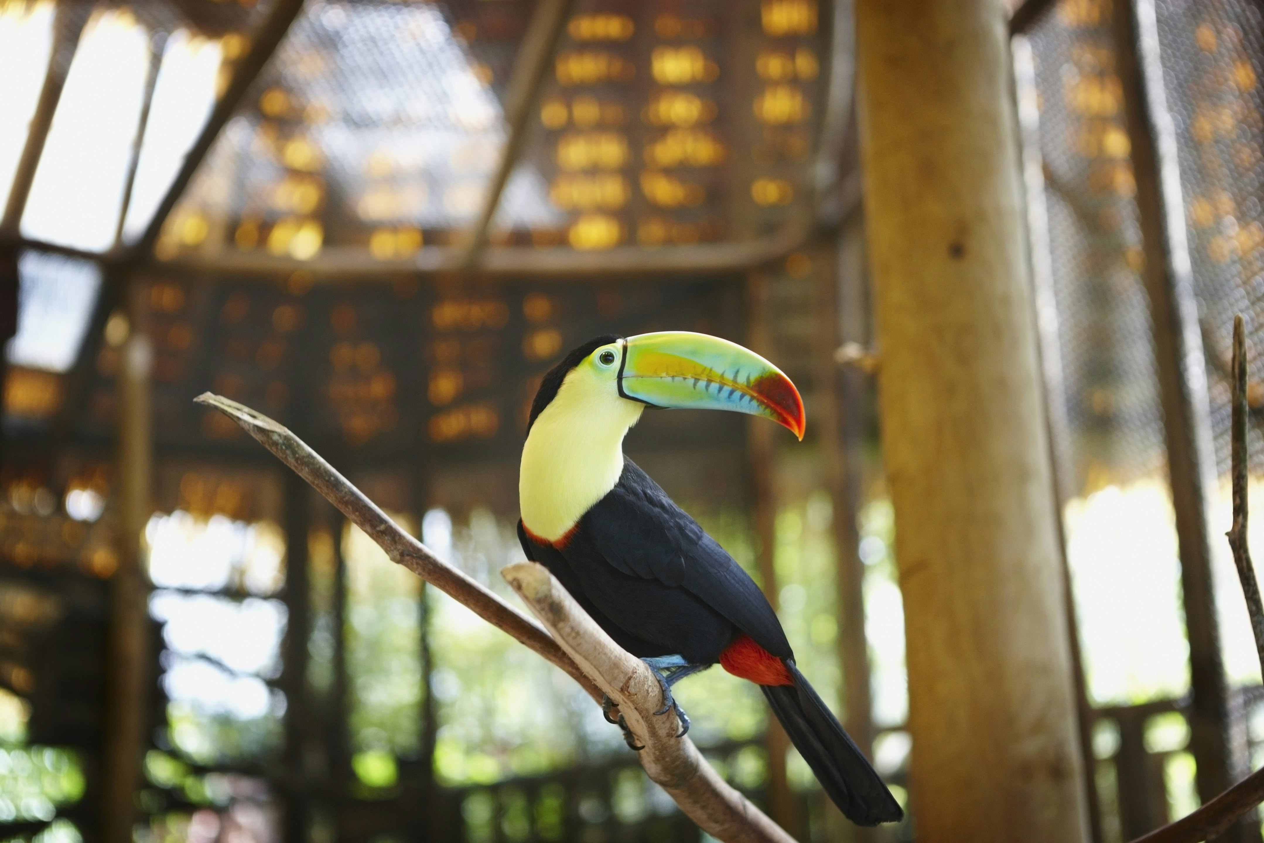 Toucan in Zoo, Costa Rica
