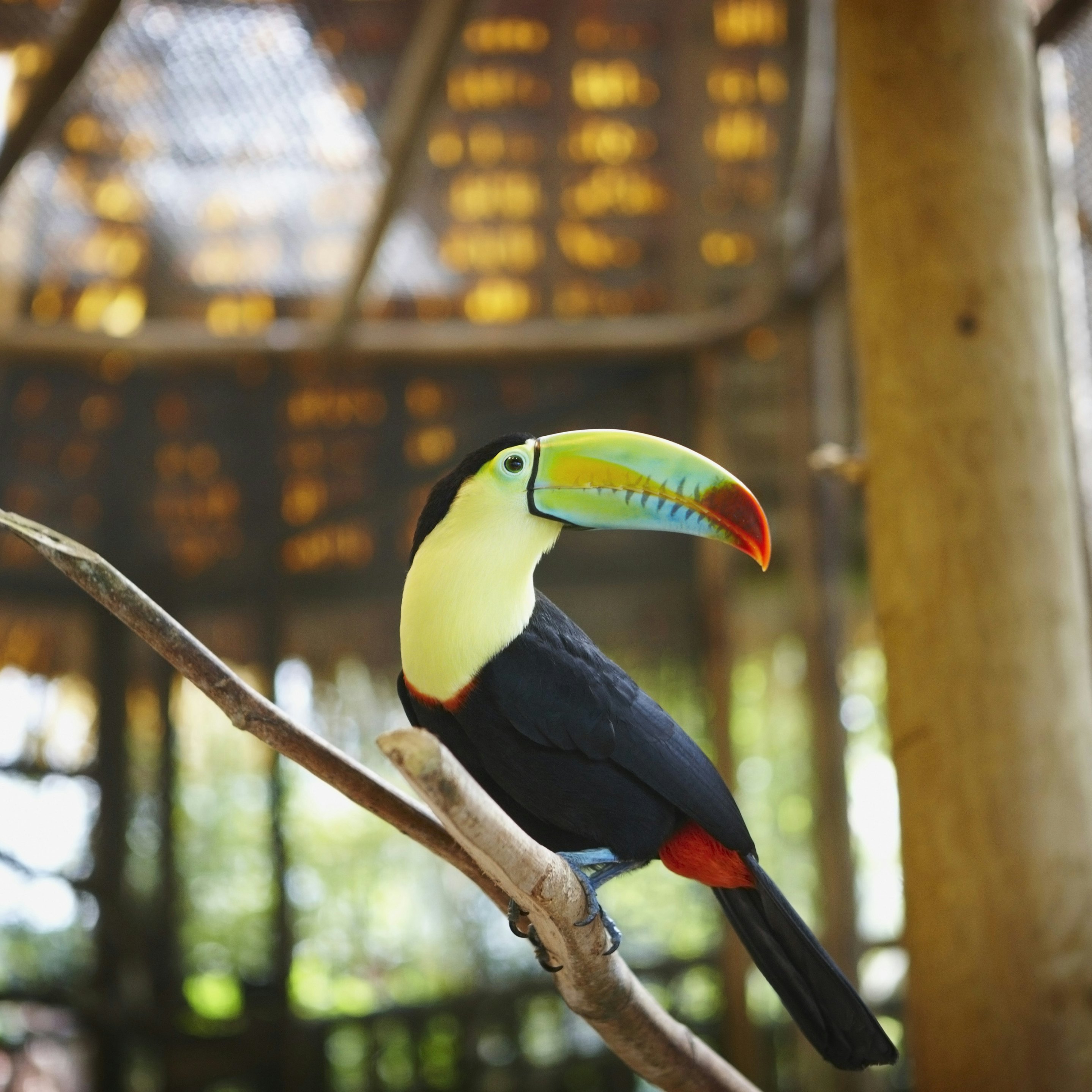 Toucan in Zoo, Costa Rica