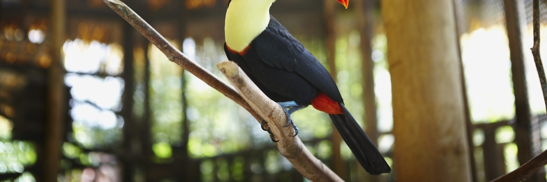 Toucan in Zoo, Costa Rica