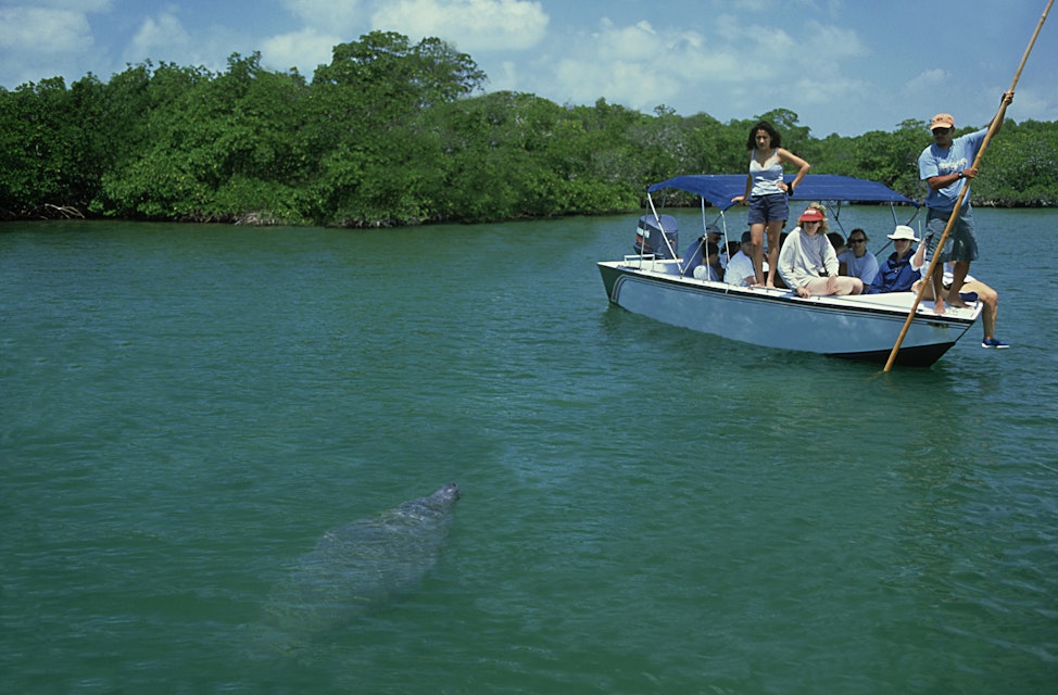 manatees: trichechus manatus being watched by tourists. sw allow caye, belize