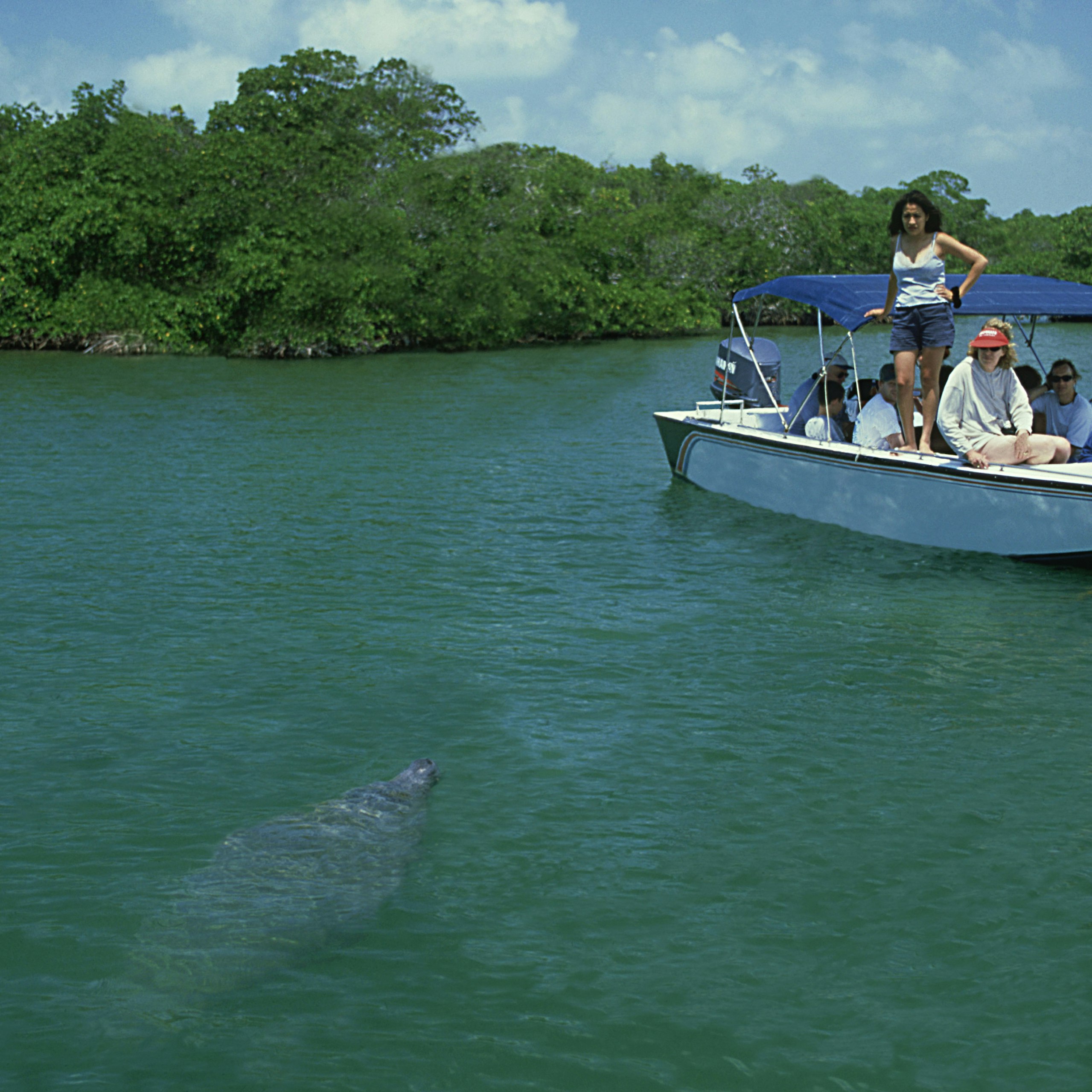manatees: trichechus manatus being watched by tourists. sw allow caye, belize