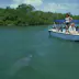 manatees: trichechus manatus being watched by tourists. sw allow caye, belize