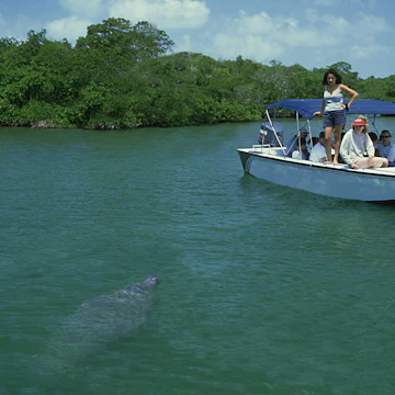 manatees: trichechus manatus being watched by tourists. sw allow caye, belize