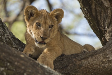 lion cub/4 months old