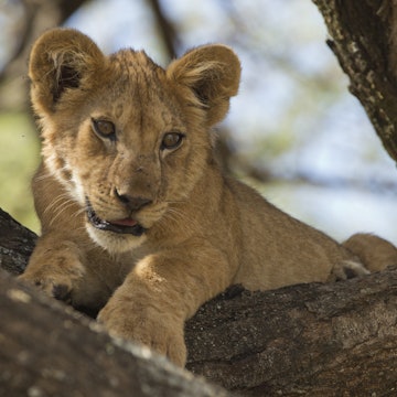 lion cub/4 months old
