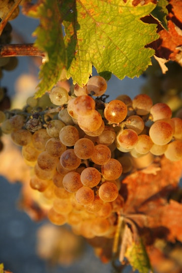 Grapes which are used for the production of sherry wine, Jerez de la Frontera, Andalucia, Spain.