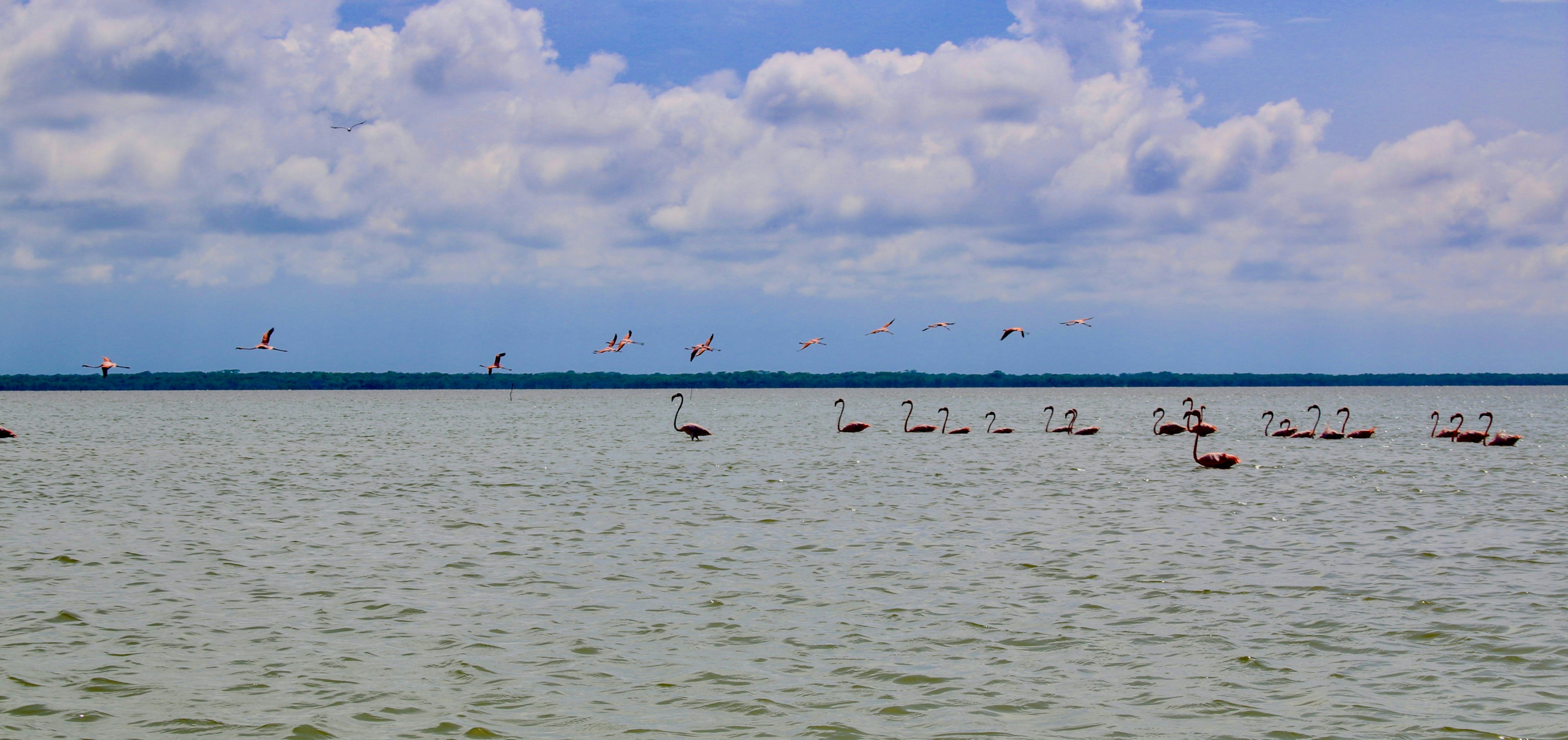 Santuario de Fauna y Flora Los Flamencos