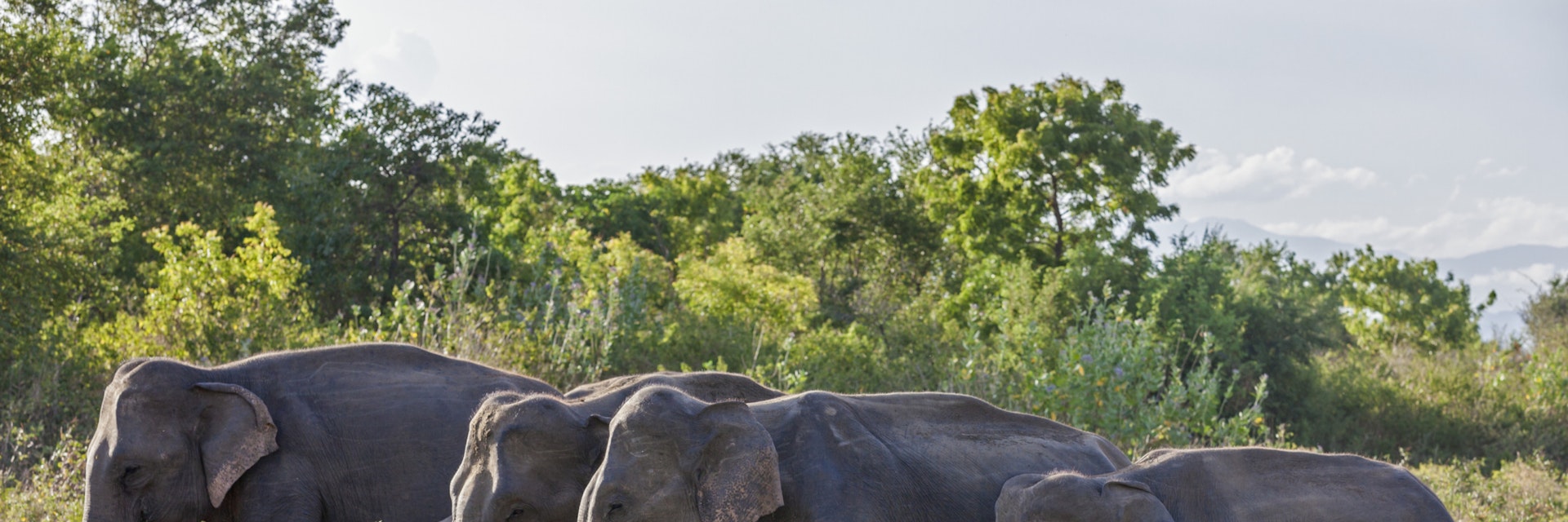 Elephants in Udawalawe National Park, Sri Lanka