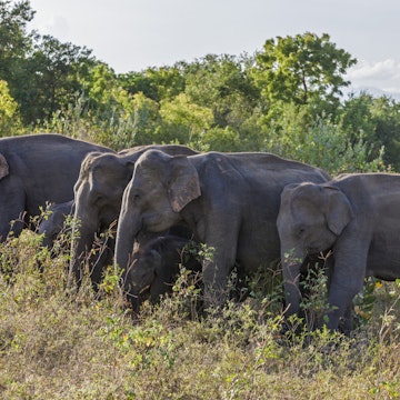 Elephants in Udawalawe National Park, Sri Lanka