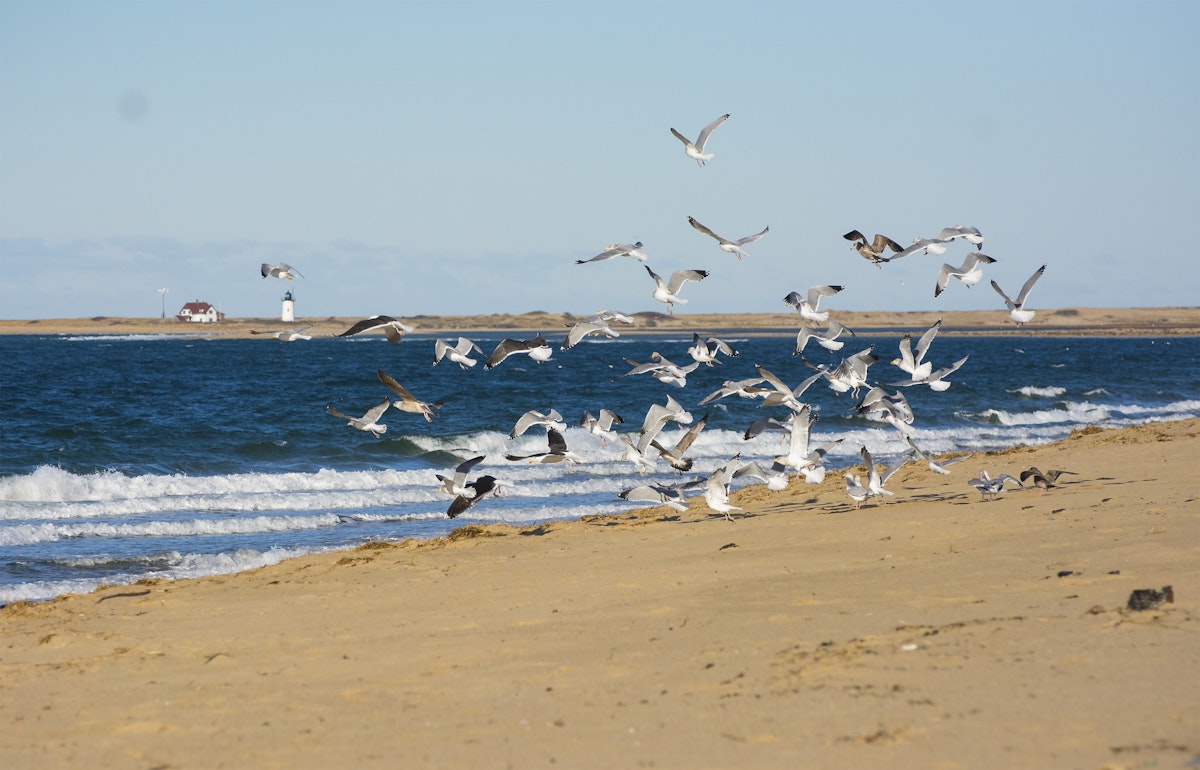 Gulls at Herring Cove Beach.