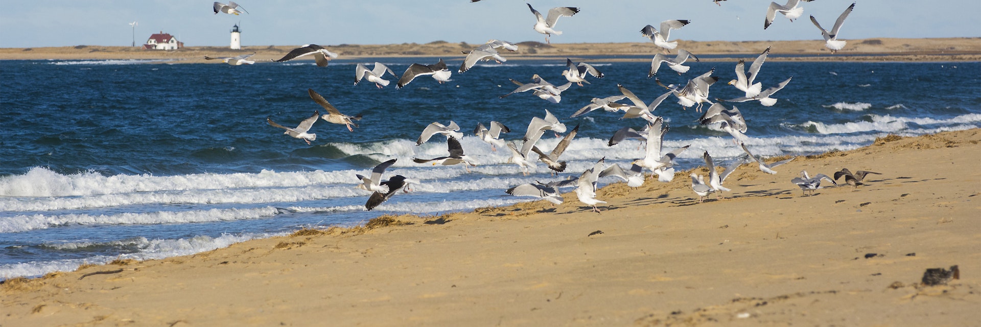Gulls at Herring Cove Beach.