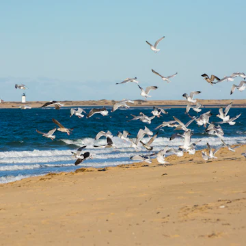 Gulls at Herring Cove Beach.