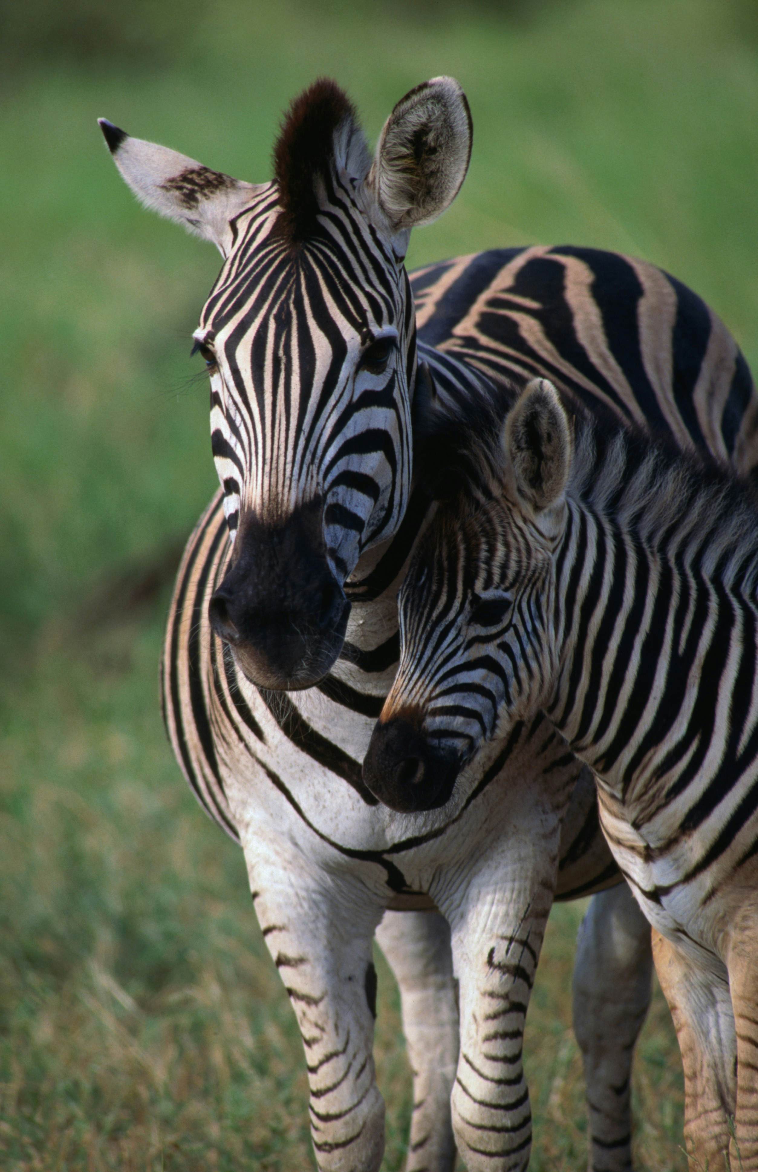 Etosha National Park by null