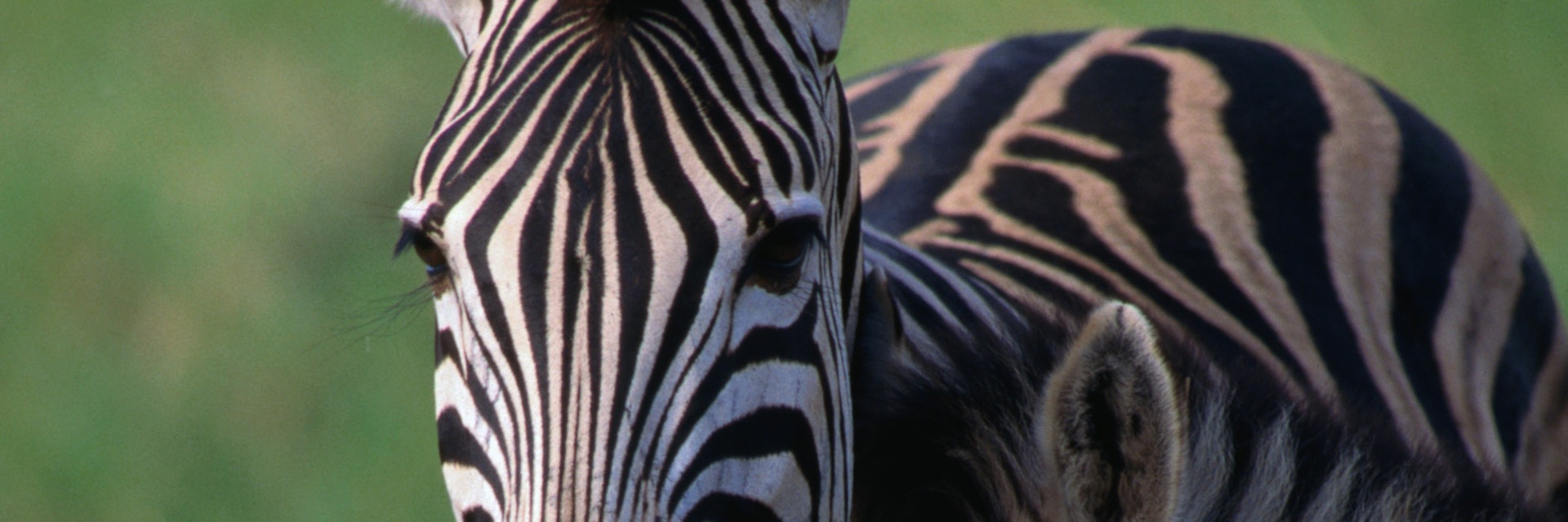 Burchell's Zebra with young, Etosha National Park.