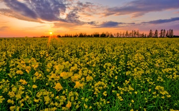 Canola field sunset in rural Manitoba.