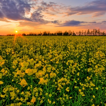 Canola field sunset in rural Manitoba.