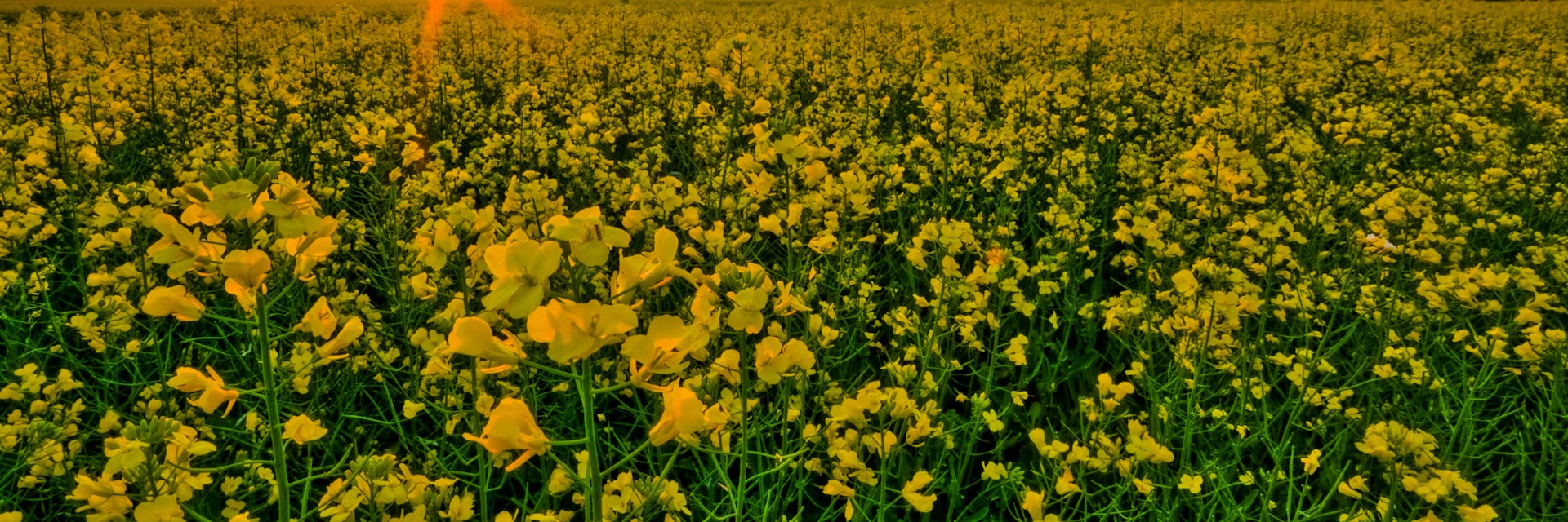 Canola field sunset in rural Manitoba.