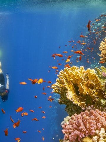 Young woman snorkeling close to reef in Blue Hole near Dahab, Egypt. .Blue Hole is well with depth of 100 m, a place often visited by divers.                             ; Shutterstock ID 285594287; Your name (First / Last): Lauren Keith; GL account no.: 65050; Netsuite department name: Content Asset; Full Product or Project name including edition: Egypt 2017
