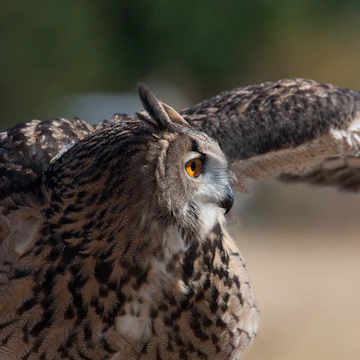 World Center for Birds of Prey