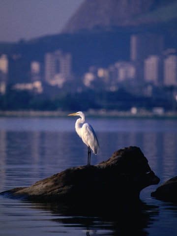 Heron sitting on rock in Lagoa.